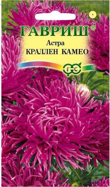 Однолетник Астра Краллен Камео Гавриш
