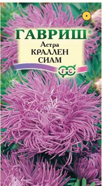 Однолетник Астра Краллен Сиам Гавриш