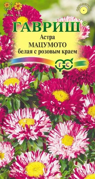 Однолетник Астра Мацумото белая с розовым краем Гавриш
