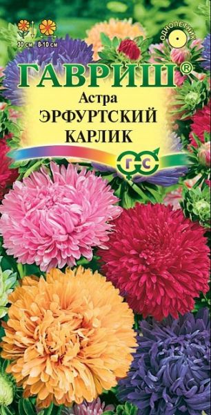 Однолетник Астра Эрфуртский карлик Гавриш