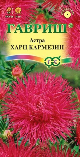 Однолетник Астра Харц Кармезин Гавриш