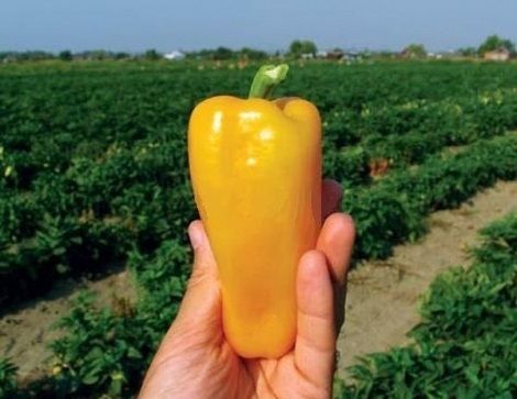 Перец сладкий ПИРУЭТ F1 / PIRUET F1 Syngenta