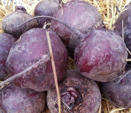 Свекла МОНОПОЛИ / MONOPOLI Syngenta