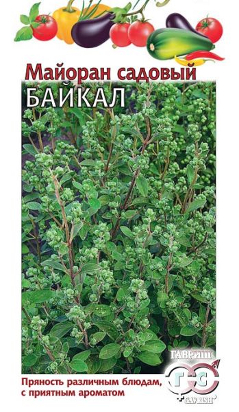 Майоран садовый БАЙКАЛ Гавриш