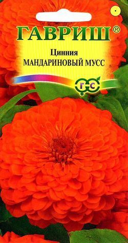 Однолетник Цинния Мандариновый мусс Гавриш