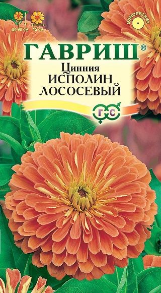 Однолетник Цинния Исполин лососевый Гавриш