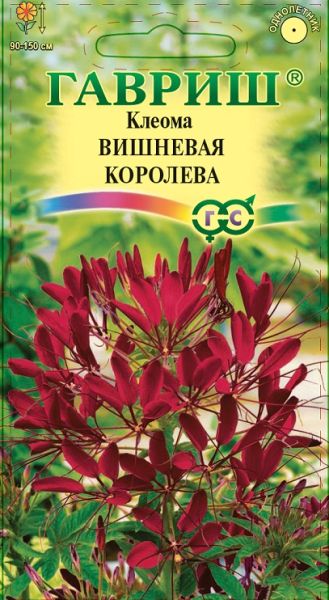 Однолетник Клеома Вишневая королева Гавриш