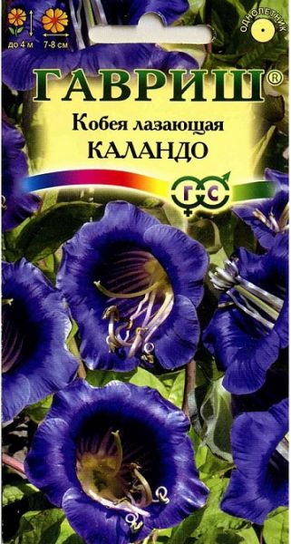 Однолетник Кобея Лазающая Каландо Гавриш