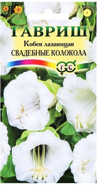 Однолетник Кобея Лазающая Свадебные колокола Гавриш