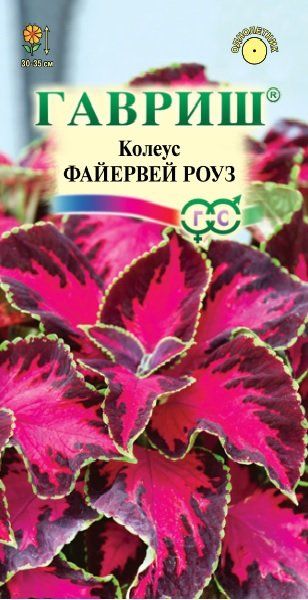 Однолетник Колеус Файервей Роуз Гавриш