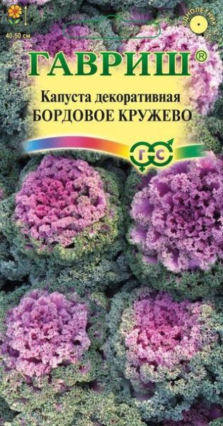 Капуста декоративная БОРДОВОЕ КРУЖЕВО Воронежская Гавриш