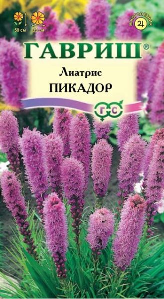 Многолетник Лиатрис Пикадор Гавриш