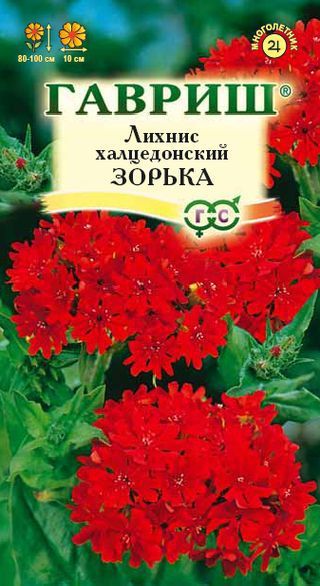 Многолетник Лихнис халцедонский Зорька Гавриш
