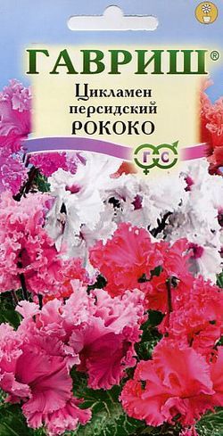 Комнатные Цикламен персидский Рококо Гавриш