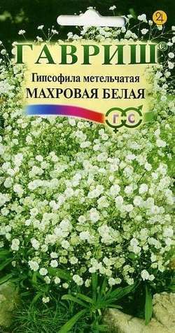 Многолетник Гипсофила метельчатая Махровая белая Гавриш