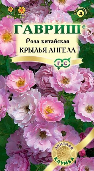 Многолетник Роза китайская Крылья ангела Гавриш