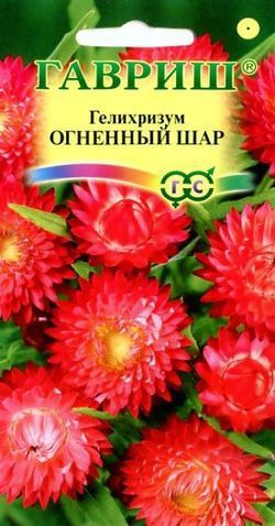 Однолетник Гелихризум Огненный шар Гавриш