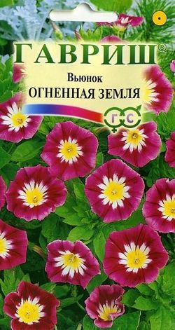 Однолетник Вьюнок Огненная земля Гавриш