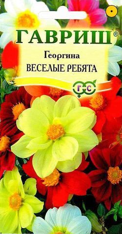 Однолетник Георгина Веселые ребята Гавриш