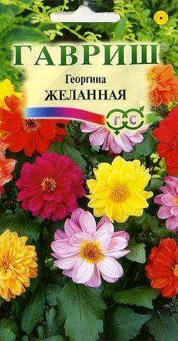 Однолетник Георгина Желанная Гавриш