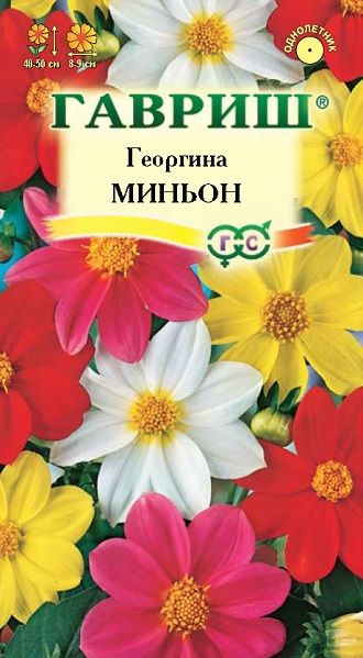 Однолетник Георгина Миньон Гавриш