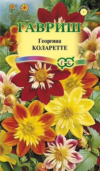 Однолетник Георгина Коларетте Гавриш