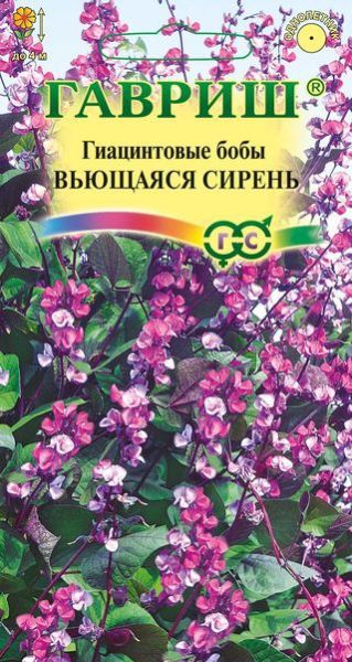 Однолетник Гиацинтовые бобы Вьющаяся сирень Гавриш