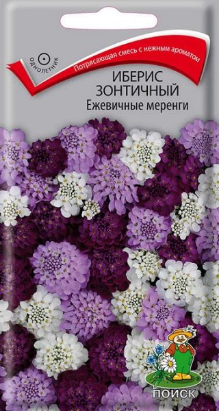 Однолетник Иберис зонтичный Ежевичные меренги ЦВ Поиск