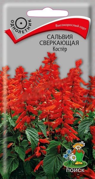 Однолетник Сальвия сверкающая Костер ЦВ Поиск