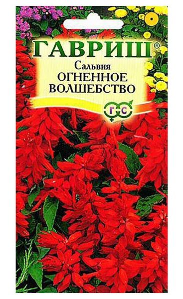Однолетник Сальвия Огненное волшебство Гавриш