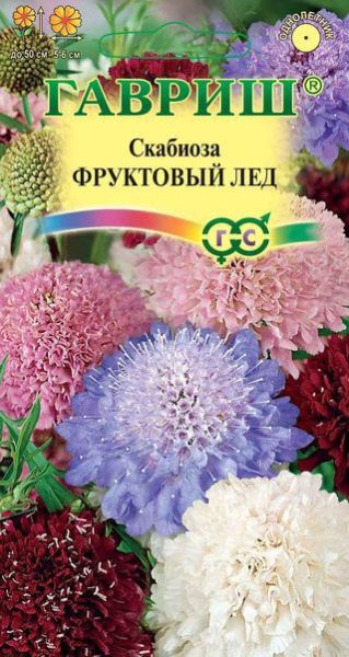 Однолетник Скабиоза пурпурная Фруктовый лед Гавриш