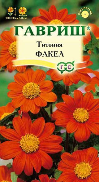 Однолетник Титония Факел Гавриш