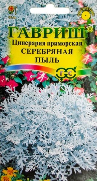 Однолетник Цинерария приморская Серебряная пыль Гавриш