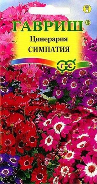 Комнатные Цинерария цветущая гибридная Симпатия Гавриш
