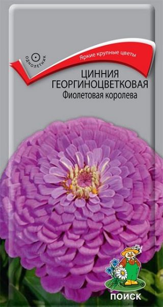 Однолетник Цинния георгиноцветковая Фиолетовая королева ЦВ Поиск