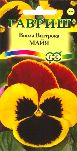 Двулетник Виола Майя Виттрока Гавриш