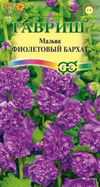 Двулетник Мальва Фиолетовый бархат Гавриш