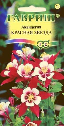 Многолетник Аквилегия Красная звезда Гавриш