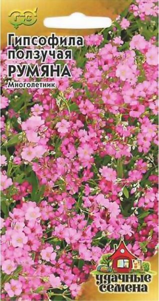 Многолетник Гипсофила ползучая Румяна Уд.с. Гавриш