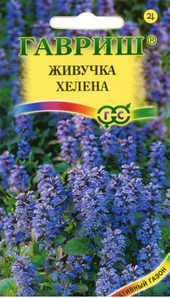 Многолетник Живучка женевская Хелена Гавриш