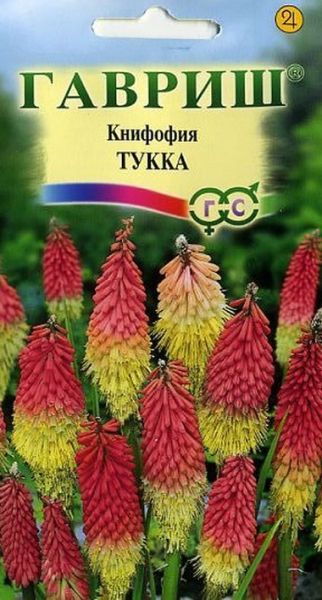 Многолетник Книфофия Тукка Гавриш