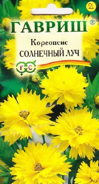 Многолетник Кореопсис Солнечный луч Гавриш