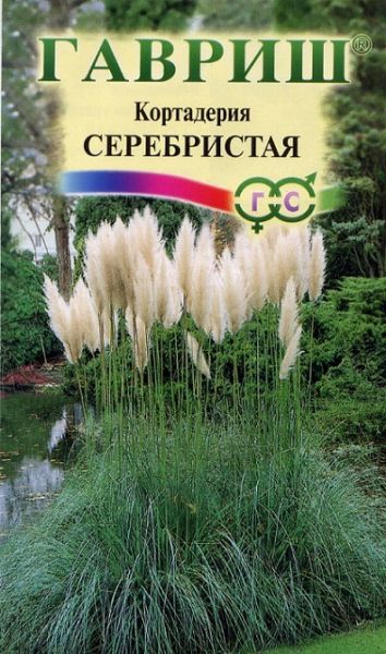 Многолетник Кортадерия Серебристая Гавриш