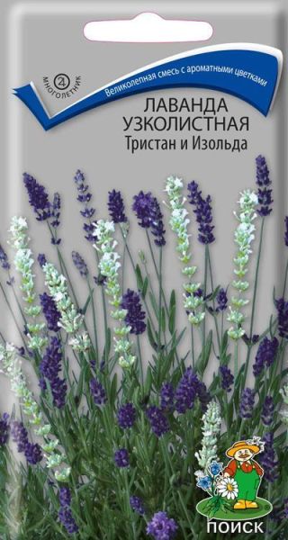 Многолетник Лаванда узколистная Тристан и Изольда ЦВ Поиск