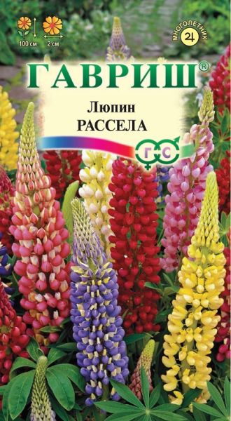 Многолетник Люпин Рассела Гавриш