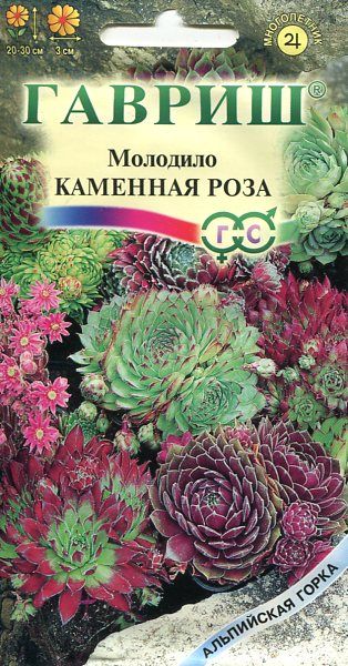 Многолетник Молодило Каменная Роза Альпийская горка Гавриш