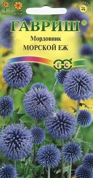 Многолетник Мордовник Морской еж Гавриш
