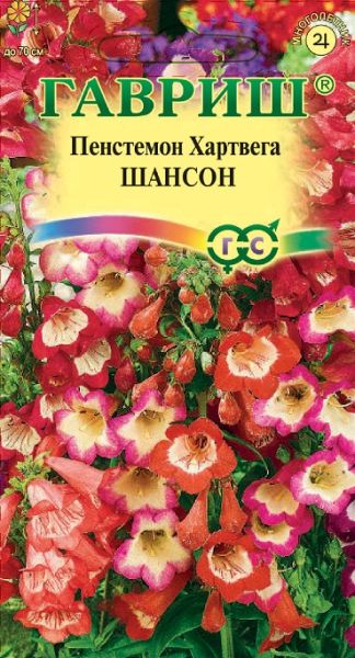 Многолетник Пенстемон Хартвига Шансон наперстянковый Гавриш
