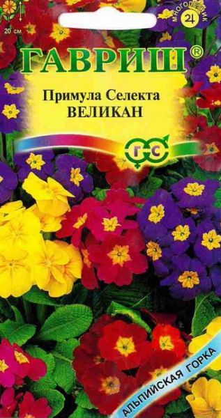Многолетник Примула Селекта Великан Гавриш