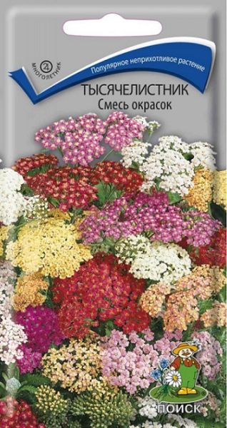 Многолетник Тысячелистник Смесь окрасок ЦВ Поиск